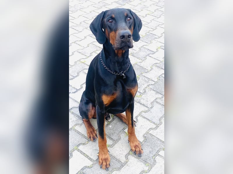 Kinski sucht sein Körbchen