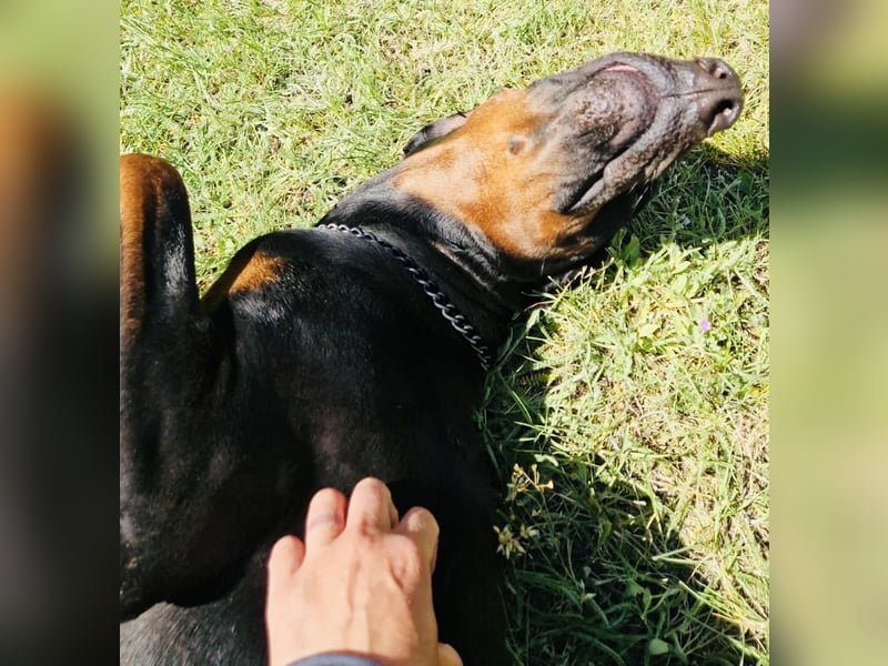Kinski sucht sein Körbchen