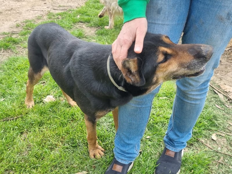 Camillo