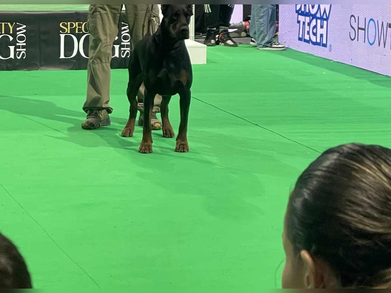 Dobermann Rüde IGP1 BH CAC Best Male schwarz/rost
