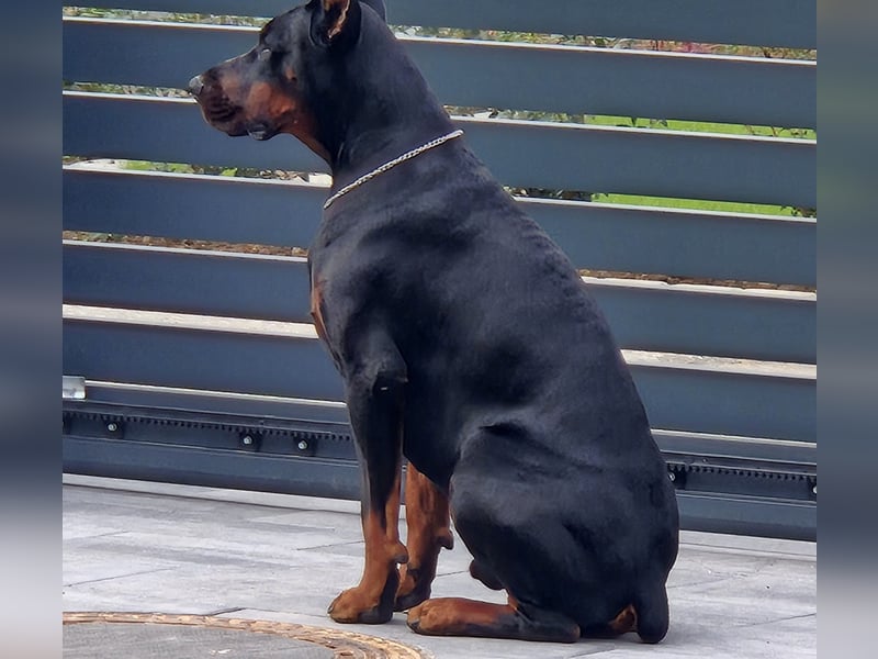 Dobermann Rüde IGP1 BH CAC Best Male schwarz/rost