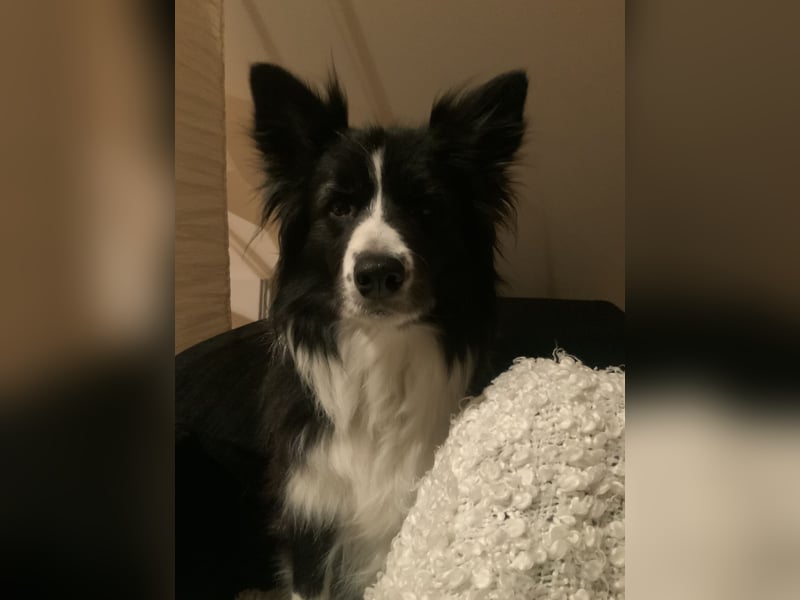 Dog-Sharing/Hundebetreuung Border Collie