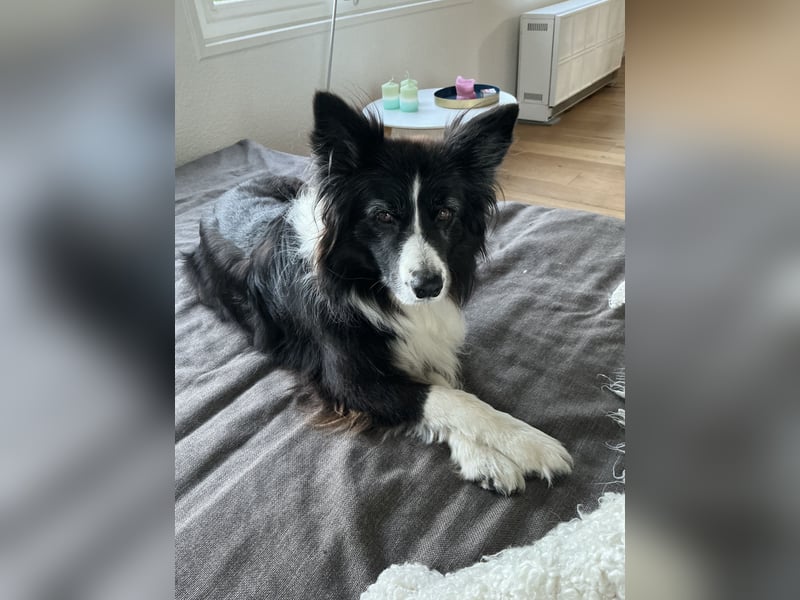 Dog-Sharing/Hundebetreuung Border Collie