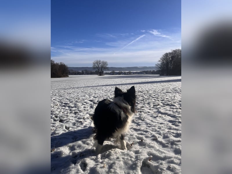 Dog-Sharing/Hundebetreuung Border Collie