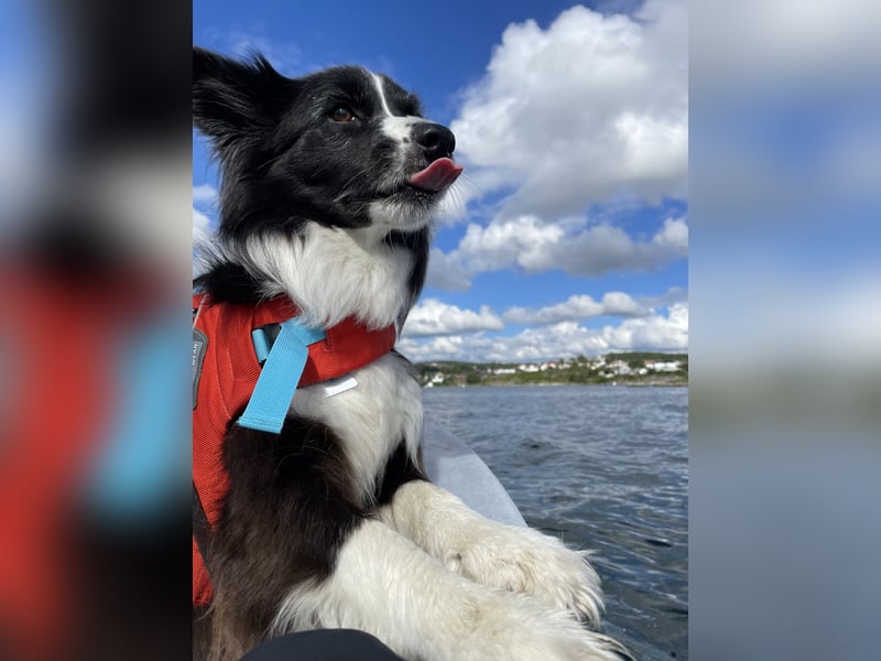 Dog-Sharing/Hundebetreuung Border Collie