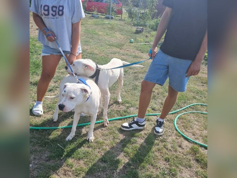 Dogo Argentino - Hündin und Rüde