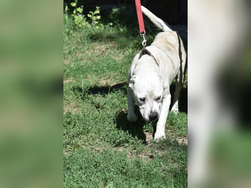 ENZO (geb. ca. 2020) sucht Euch. Ein aktiver, kraftvoller Rüde, der Freunde seiner Rasse sucht.