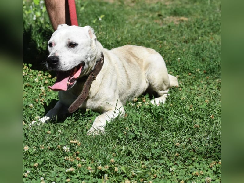 ENZO (geb. ca. 2020) sucht Euch. Ein aktiver, kraftvoller Rüde, der Freunde seiner Rasse sucht.