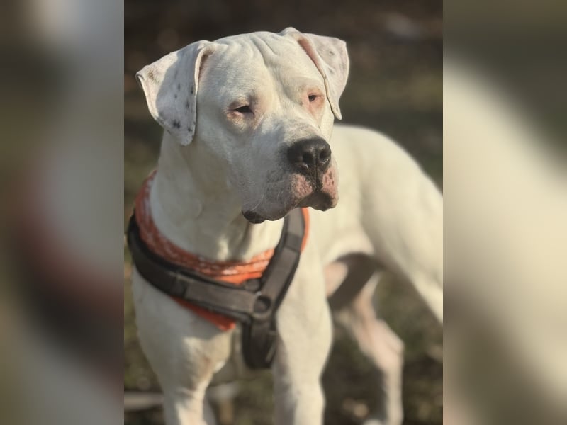 DECKRÜDE reinrassig Dogo Argentino