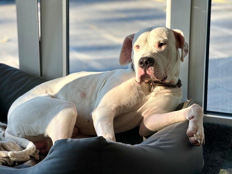 DECKRÜDE reinrassig Dogo Argentino