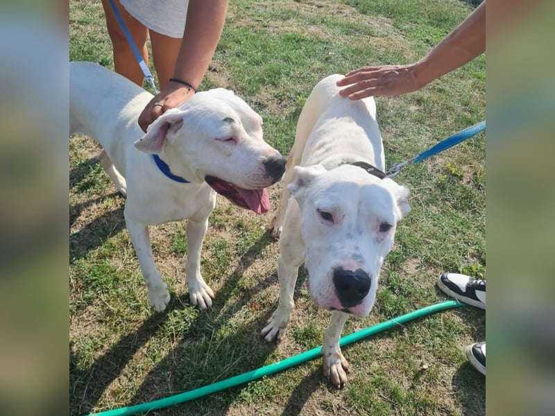 Dogo Argentino - Hündin und Rüde