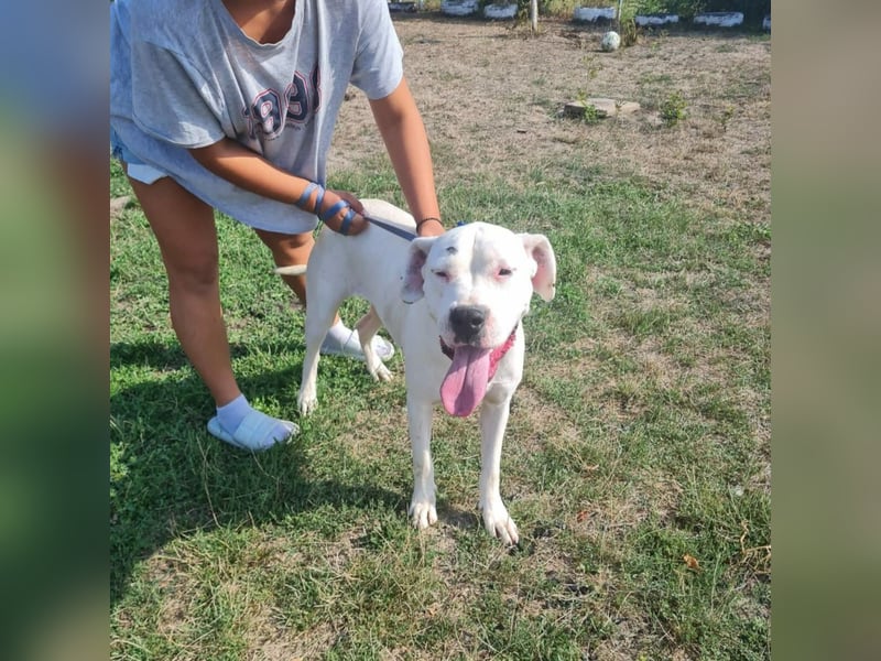 Dogo Argentino - Hündin und Rüde