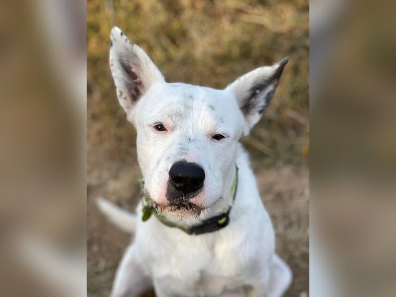 Asta (Spanien) - ein wunderschöner und imposanter „WOW“-Hund