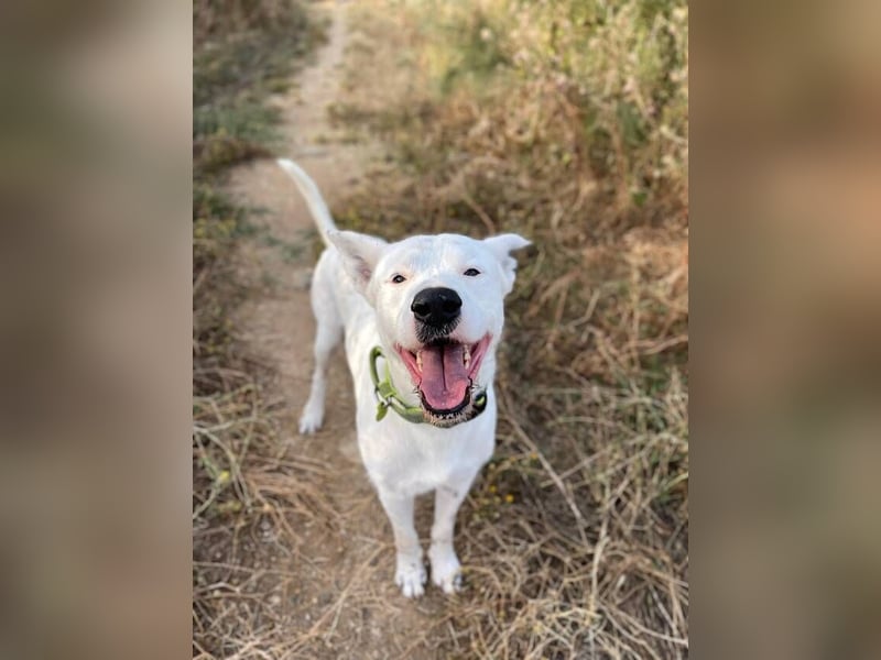Asta (Spanien) - ein wunderschöner und imposanter „WOW“-Hund