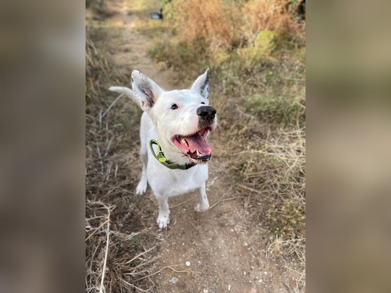 Asta (Spanien) - ein wunderschöner und imposanter „WOW“-Hund