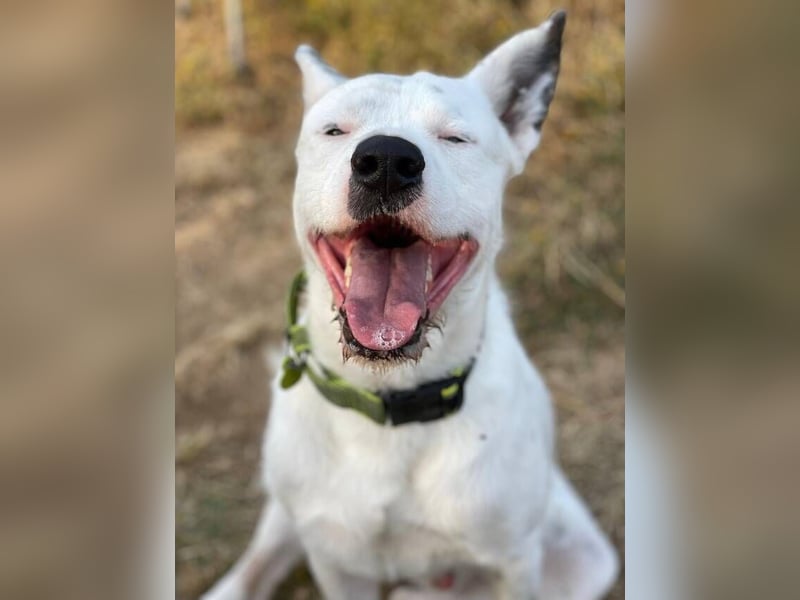 Asta (Spanien) - ein wunderschöner und imposanter „WOW“-Hund