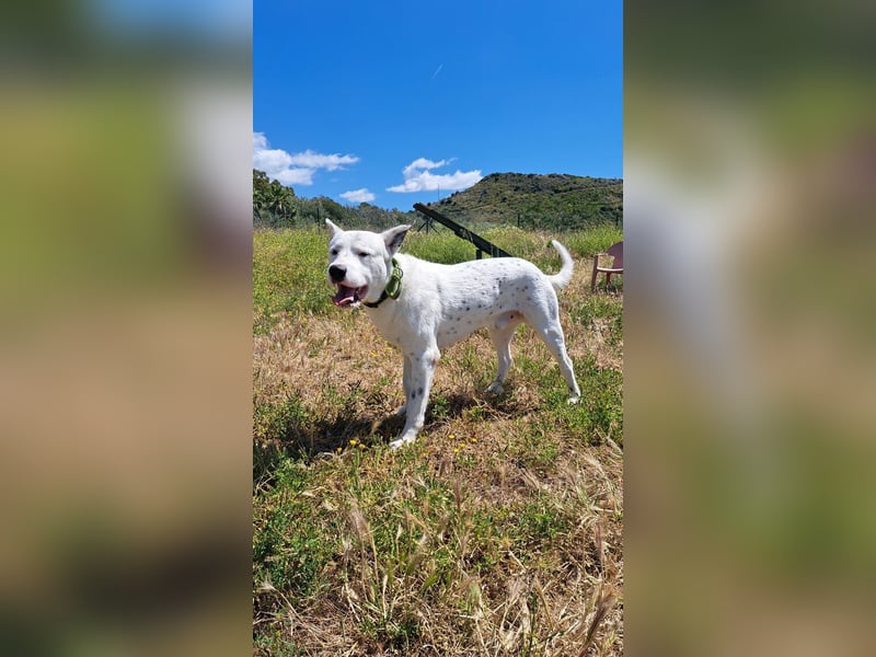 Asta (Spanien) - ein wunderschöner und imposanter „WOW“-Hund