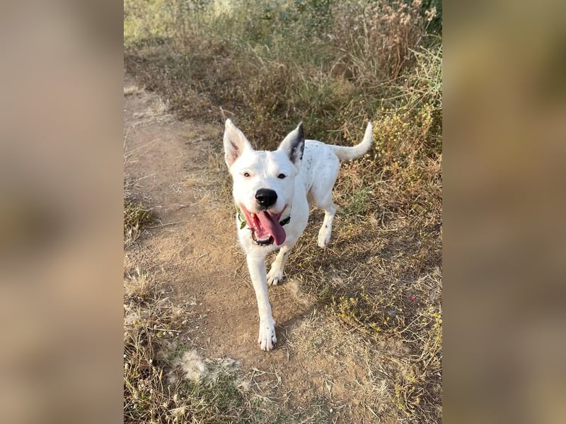 Asta (Spanien) - ein wunderschöner und imposanter „WOW“-Hund