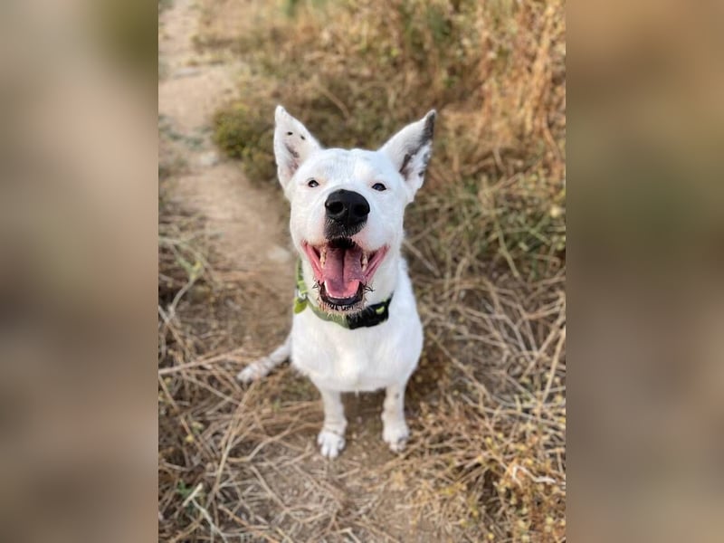 Asta (Spanien) - ein wunderschöner und imposanter „WOW“-Hund