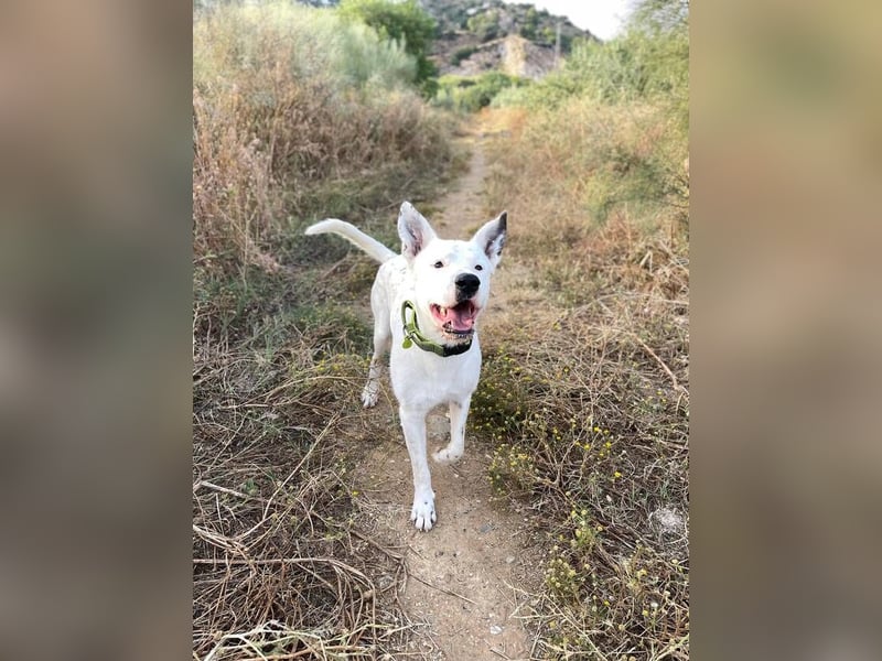 Asta (Spanien) - ein wunderschöner und imposanter „WOW“-Hund