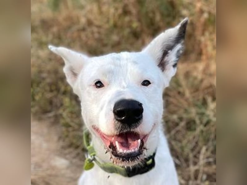 Asta (Spanien) - ein wunderschöner und imposanter „WOW“-Hund