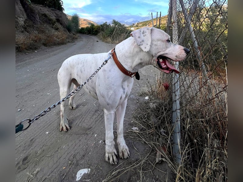 IVAR sportlicher Riese sucht einen Buddy