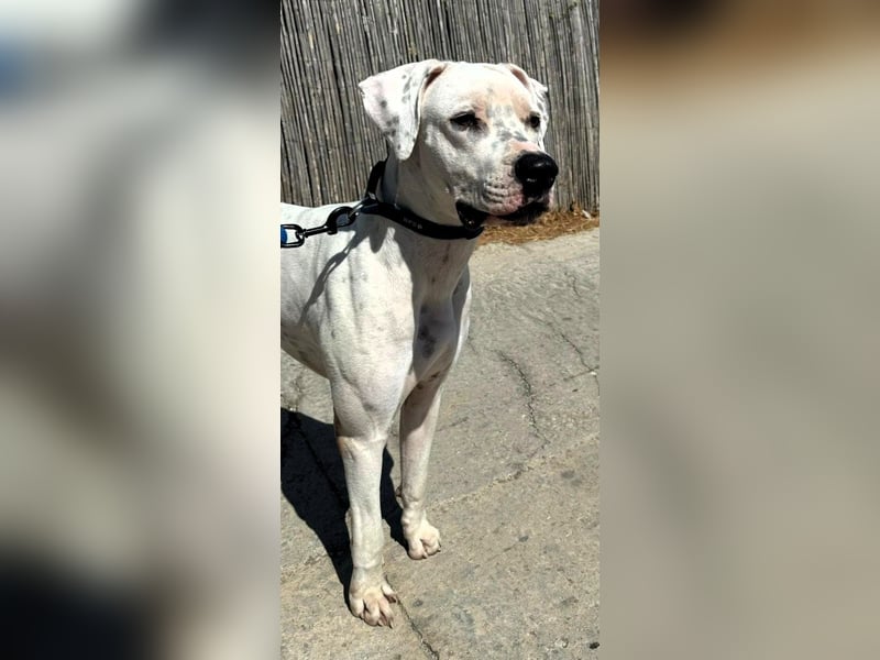 IVAR sportlicher Riese sucht einen Buddy