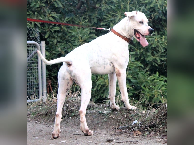IVAR sportlicher Riese sucht einen Buddy