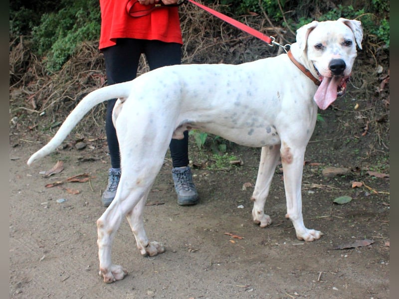 IVAR sportlicher Riese sucht einen Buddy