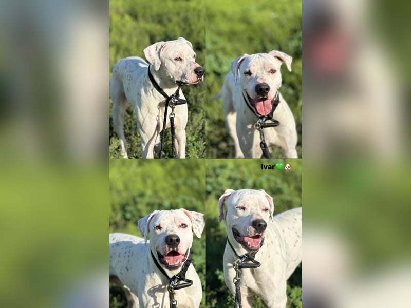 IVAR sportlicher Riese sucht einen Buddy
