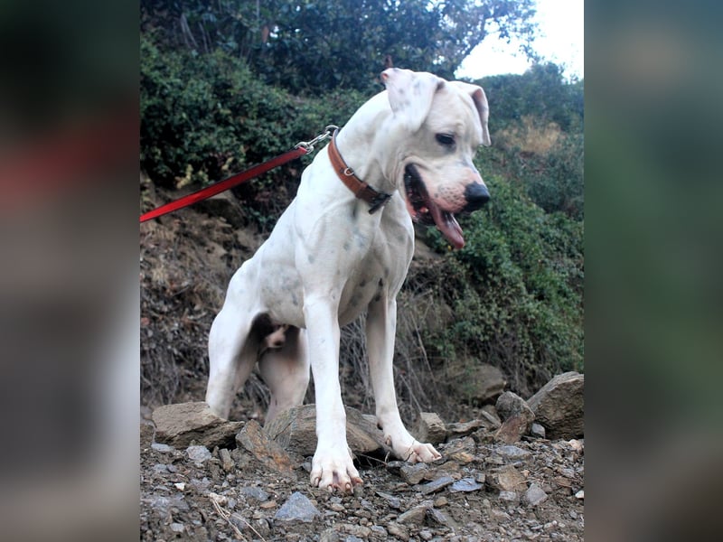 IVAR sportlicher Riese sucht einen Buddy