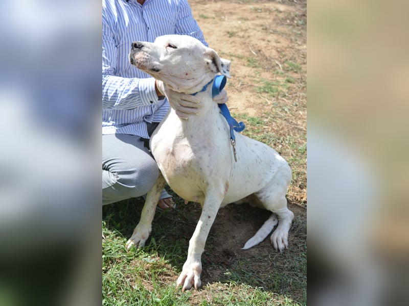 ASKAN, ca. 2020/2021 geboren. Ein toller Dogo Argentino Rüde!
