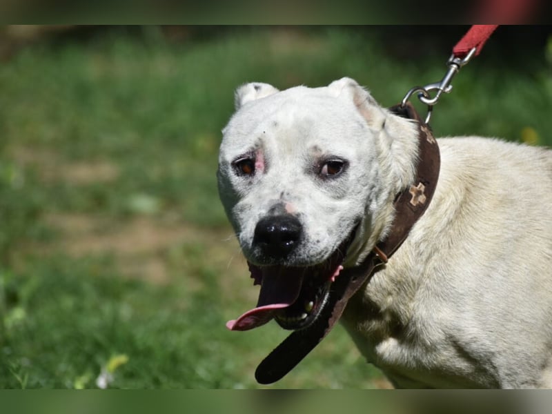 ENZO (geb. ca. 2020) sucht Euch. Ein aktiver, kraftvoller Rüde, der Freunde seiner Rasse sucht.