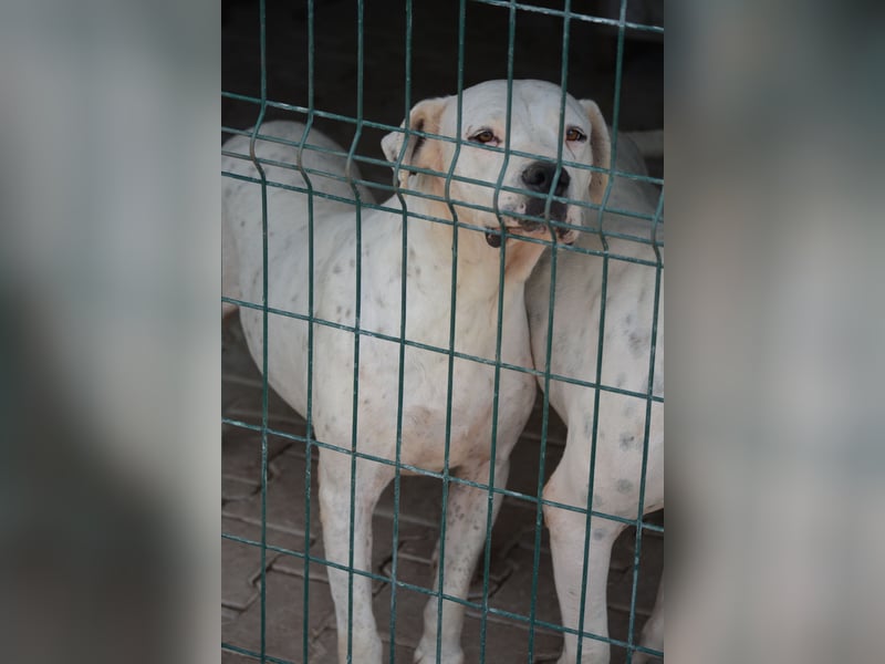 ASKAN, ca. 2020/2021 geboren. Ein toller Dogo Argentino Rüde!