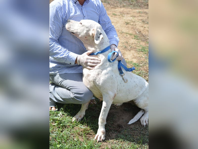 ASKAN, ca. 2020/2021 geboren. Ein toller Dogo Argentino Rüde!