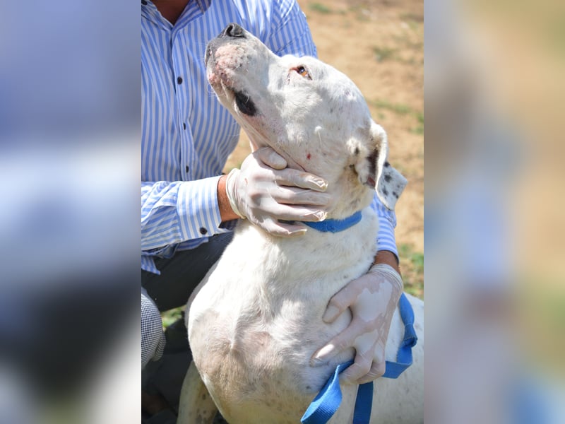 ASKAN, ca. 2020/2021 geboren. Ein toller Dogo Argentino Rüde!