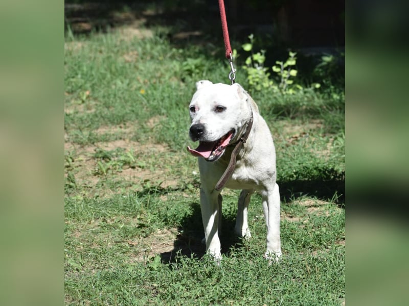 ENZO (geb. ca. 2020) sucht Euch. Ein aktiver, kraftvoller Rüde, der Freunde seiner Rasse sucht.