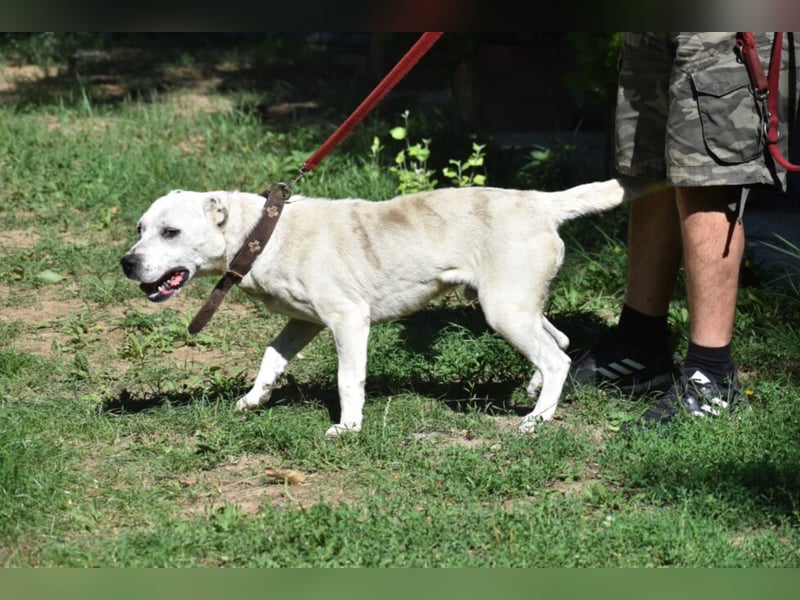 ENZO (geb. ca. 2020) sucht Euch. Ein aktiver, kraftvoller Rüde, der Freunde seiner Rasse sucht.