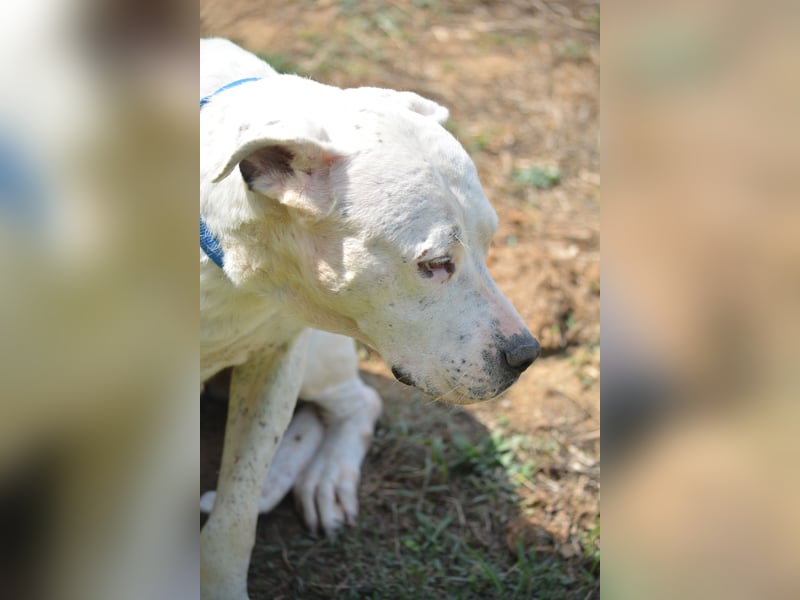 ASKAN, ca. 2020/2021 geboren. Ein toller Dogo Argentino Rüde!