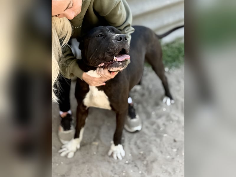 Buster - Sanfter Riese mit großem Herz sucht seine Menschen!