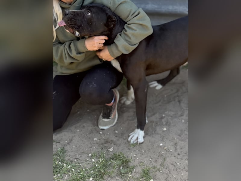 Buster - Sanfter Riese mit großem Herz sucht seine Menschen!