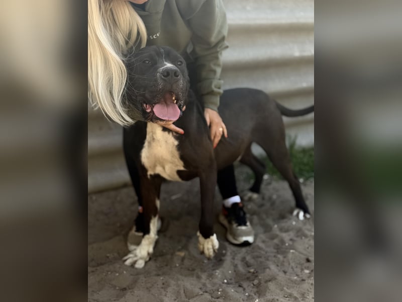 Buster - Sanfter Riese mit großem Herz sucht seine Menschen!