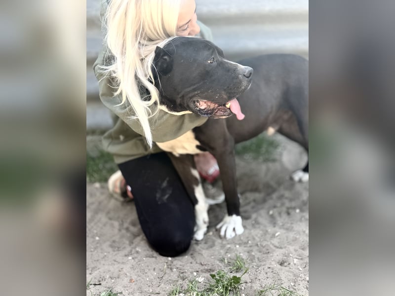 Buster - Sanfter Riese mit großem Herz sucht seine Menschen!