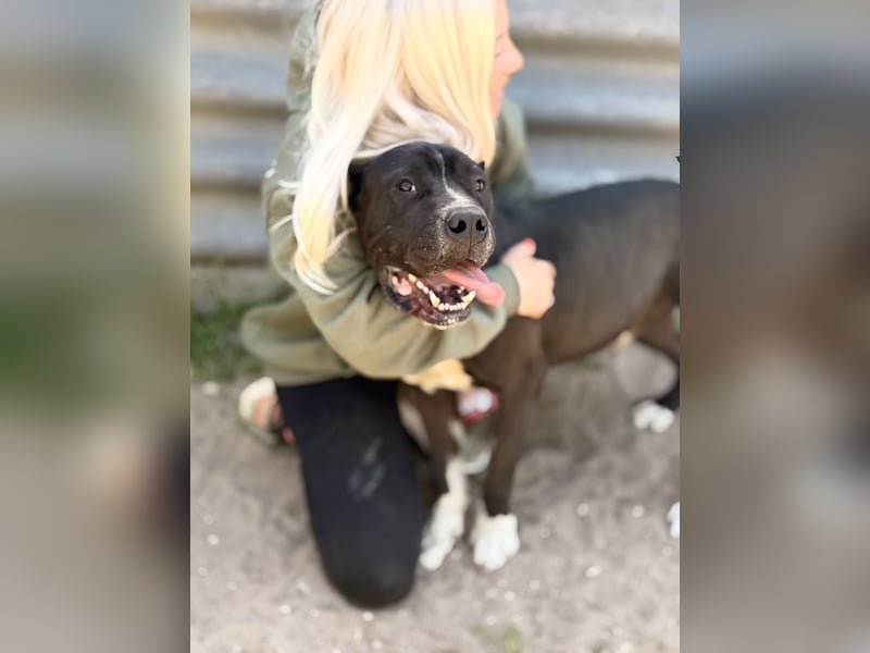 Buster - Sanfter Riese mit großem Herz sucht seine Menschen!