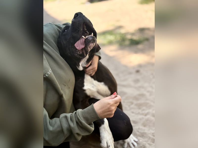 Buster - Sanfter Riese mit großem Herz sucht seine Menschen!