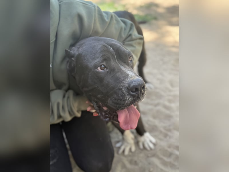 Buster - Sanfter Riese mit großem Herz sucht seine Menschen!