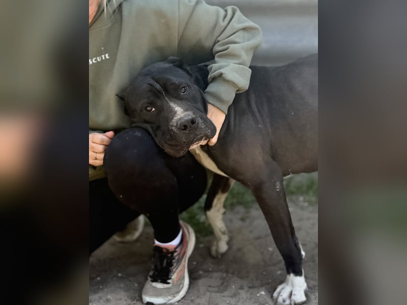 Buster - Sanfter Riese mit großem Herz sucht seine Menschen!