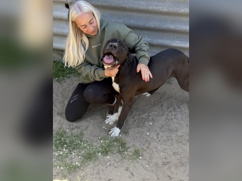 Buster - Sanfter Riese mit großem Herz sucht seine Menschen!