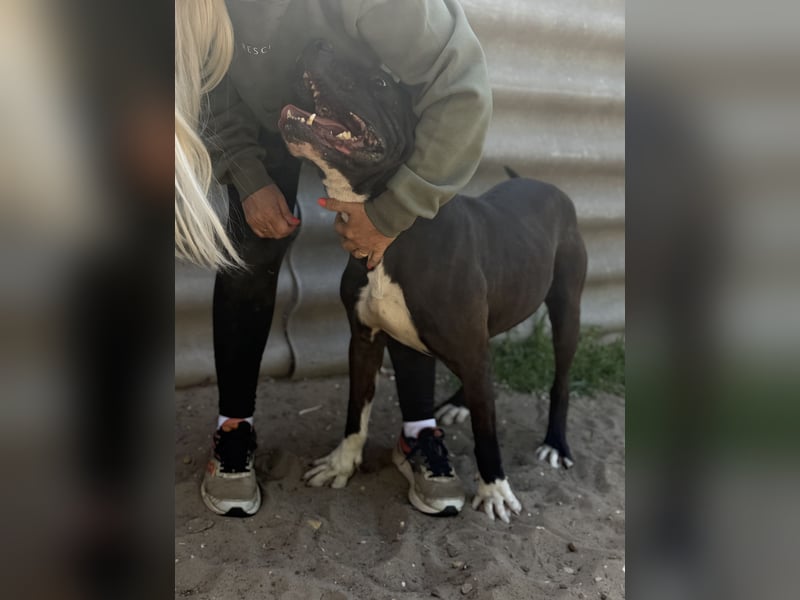 Buster - Sanfter Riese mit großem Herz sucht seine Menschen!