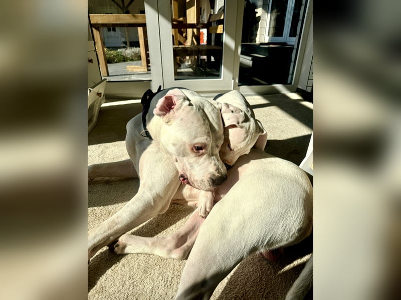 NEUE Welpen sind da.. die reinrassigen Dogo Argentinos mit Ahnenpass